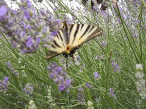 Wiese in Kroatien