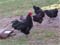 schwarze Hühner